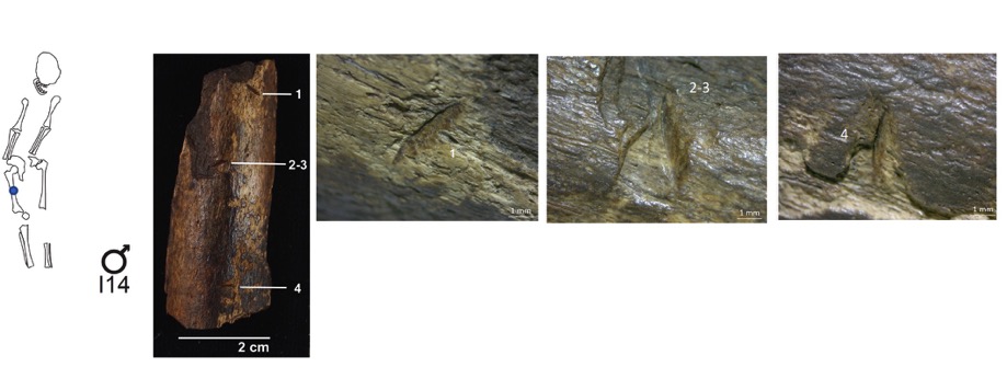 Macintosh HD:Users:FEC:Desktop:Figura 8.jpg