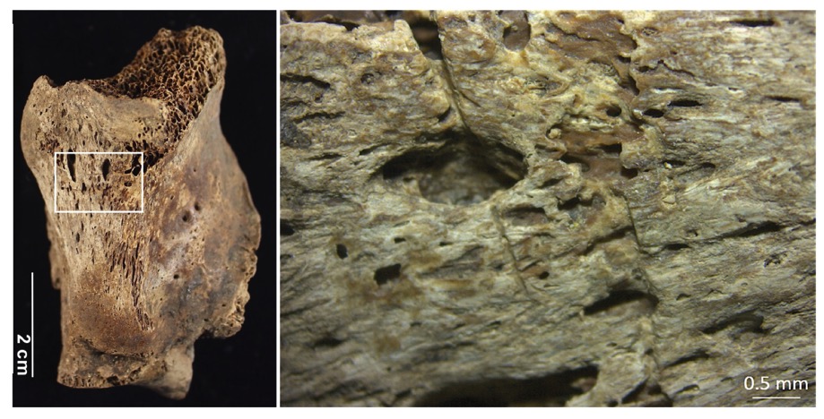 Macintosh HD:Users:FEC:Desktop:Figura 17.jpg